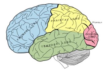 The Four Lobes of the Human Brain