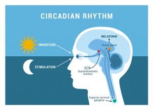 Circadian rhythm