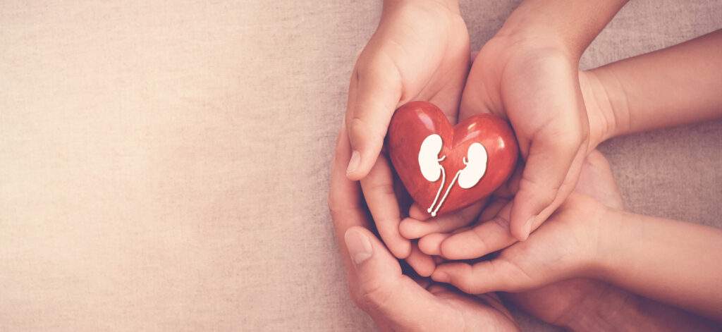 hands holiding red heart with kidney, world kidney day